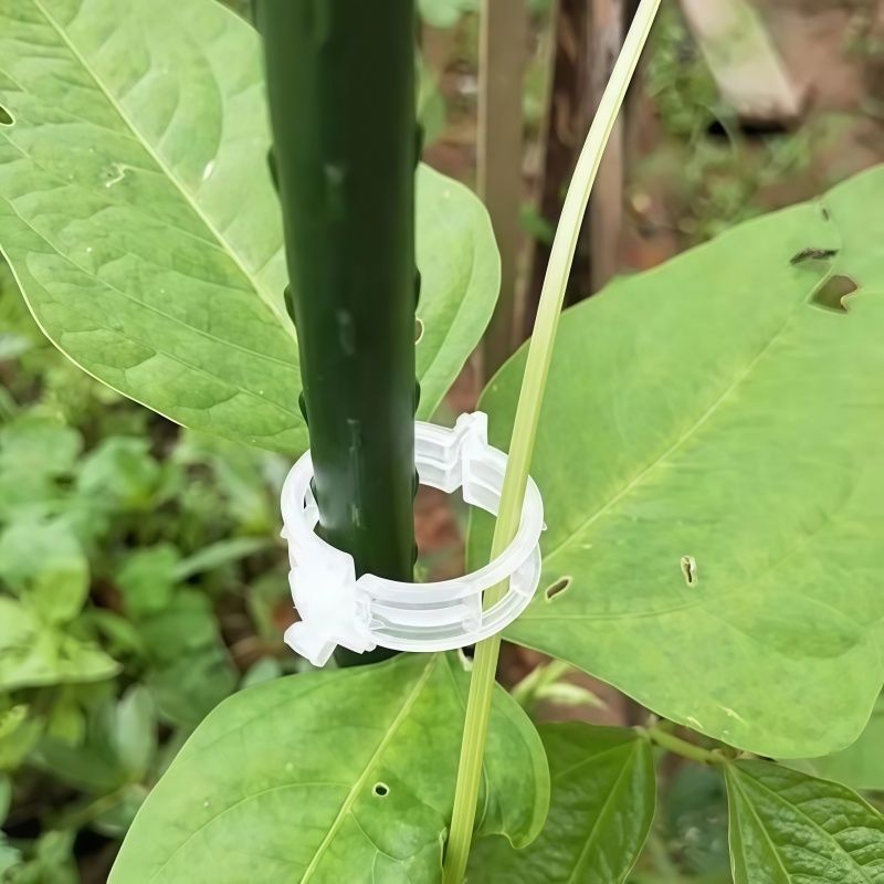 🌱 🍅 Plant Support Clips – Easy Vine Training & Secure Plant Growth