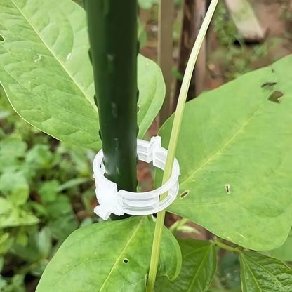 🌱 🍅 Plant Support Clips – Easy Vine Training & Secure Plant Growth