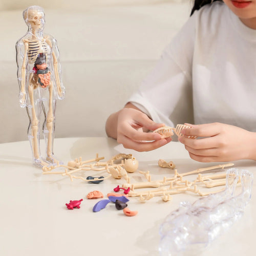 🧑‍⚕️ Transparent Human Body Structure Model ✨
