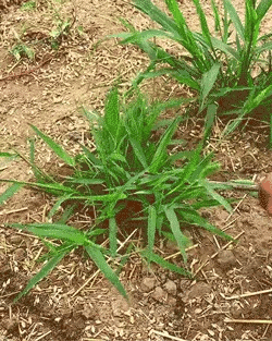 🌿 Deep-Grip Weed Puller – Fast Root Removal & Soil Cultivation