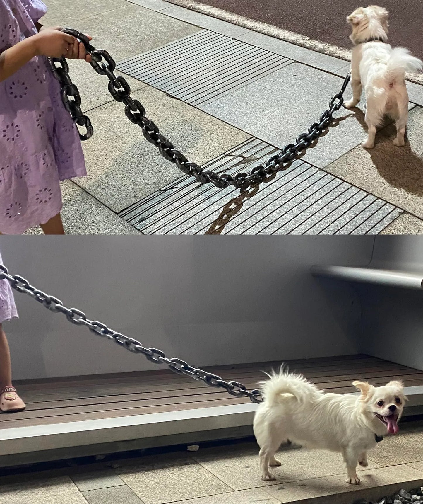 🐶The Chain Paws - 2026 Funniest Pet Chain🔒