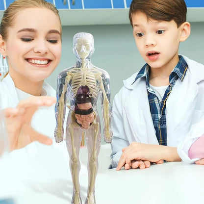 🧑‍⚕️ Transparent Human Body Structure Model ✨