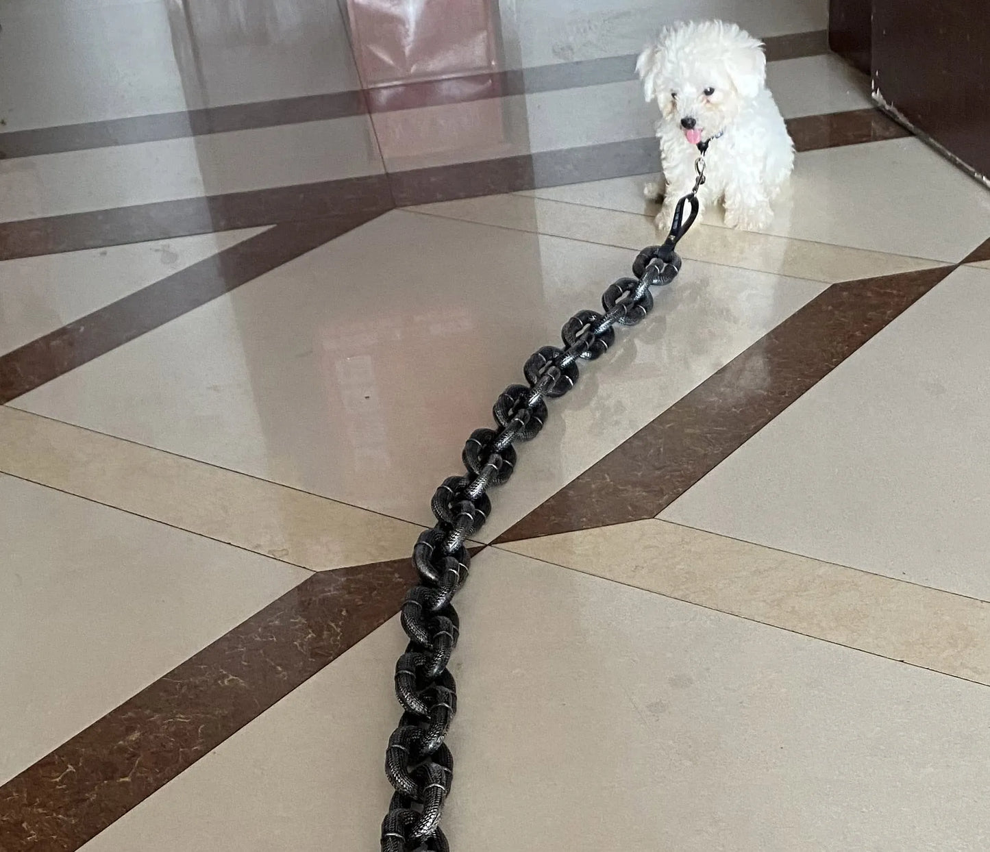 🐶The Chain Paws - 2026 Funniest Pet Chain🔒