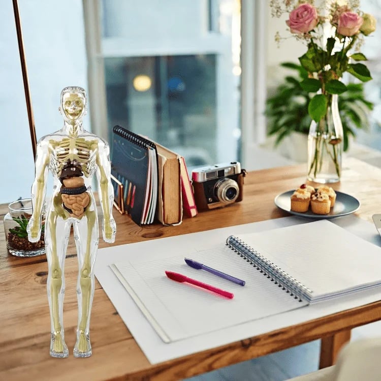 🧑‍⚕️ Transparent Human Body Structure Model ✨