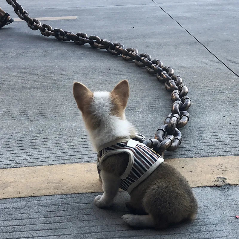 🐶The Chain Paws - 2026 Funniest Pet Chain🔒