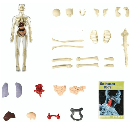 🧑‍⚕️ Transparent Human Body Structure Model ✨