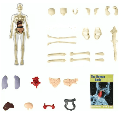 🧑‍⚕️ Transparent Human Body Structure Model ✨