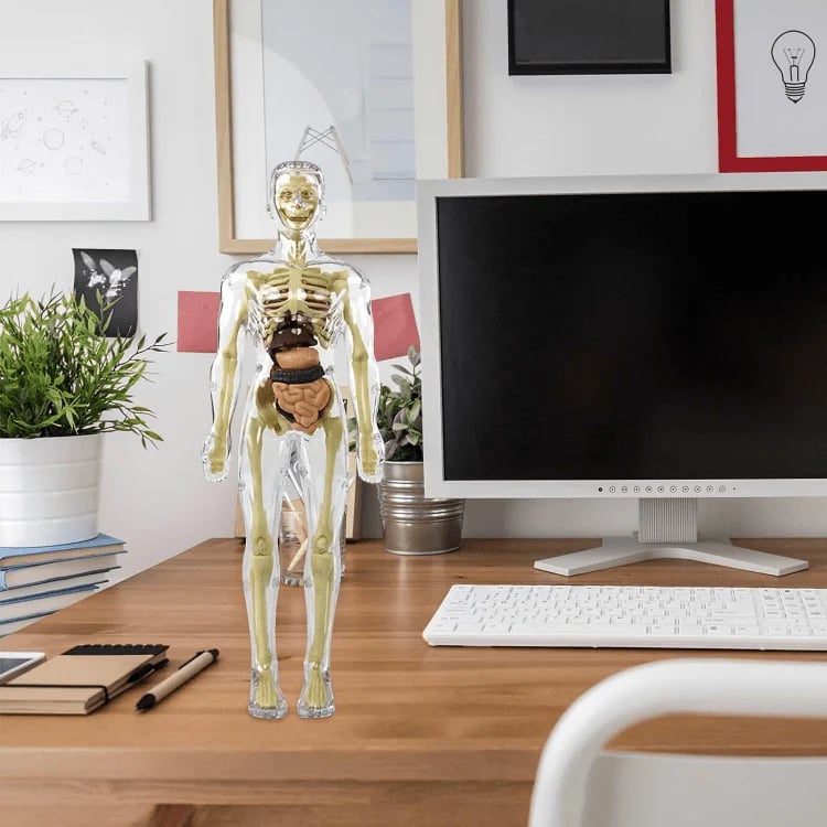 🧑‍⚕️ Transparent Human Body Structure Model ✨