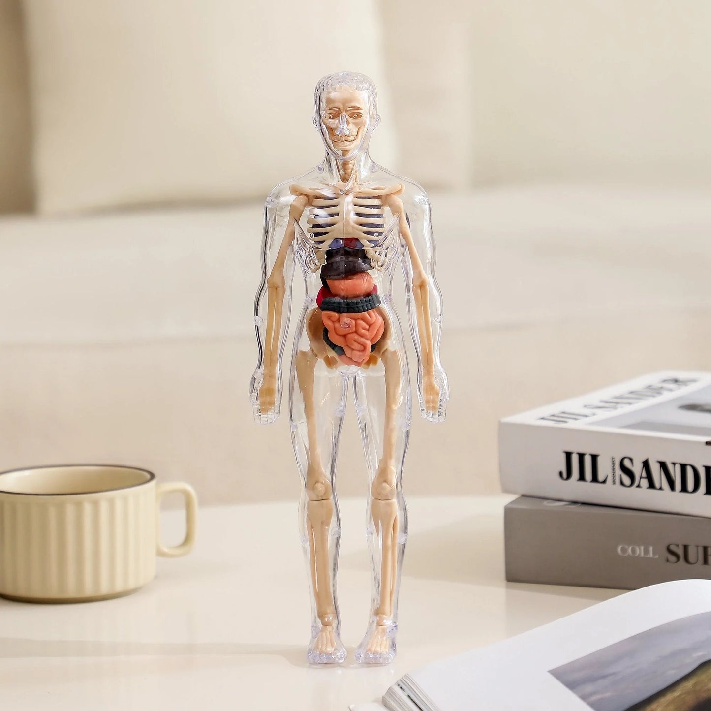 🧑‍⚕️ Transparent Human Body Structure Model ✨