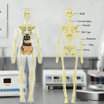 🧑‍⚕️ Transparent Human Body Structure Model ✨